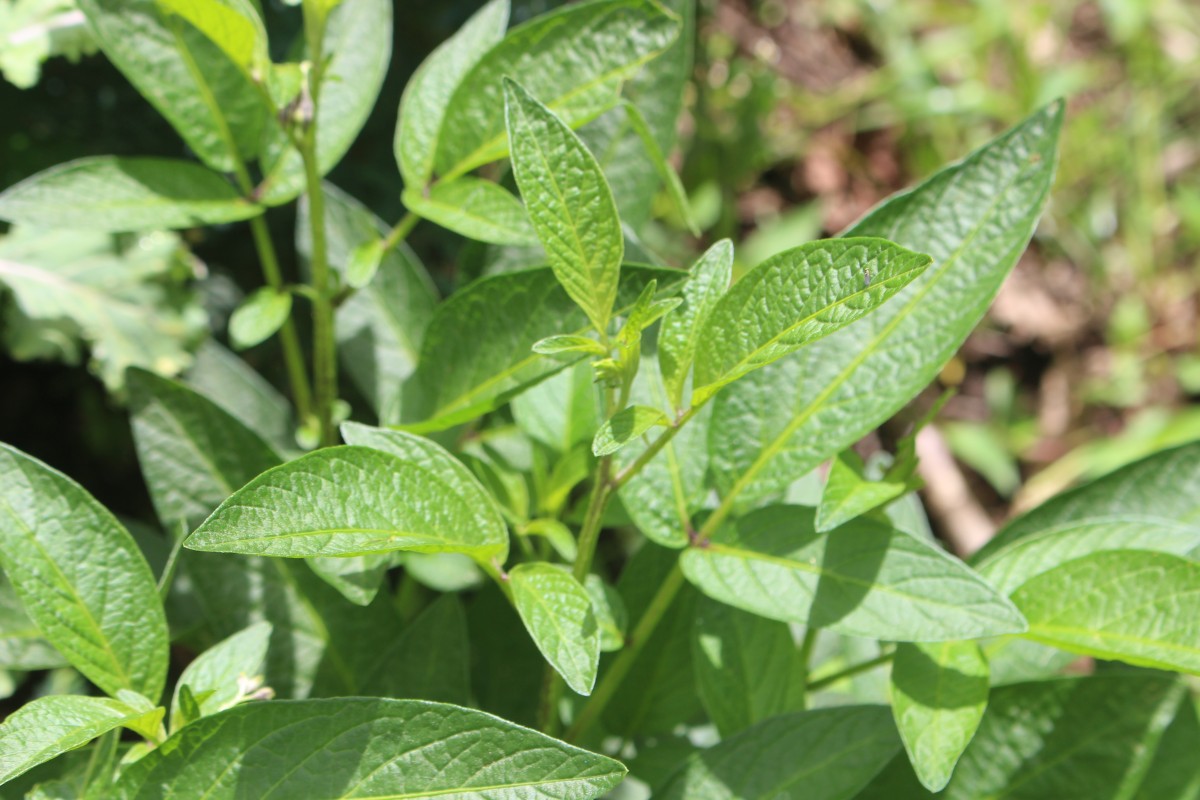 Solanum muricatum Aiton